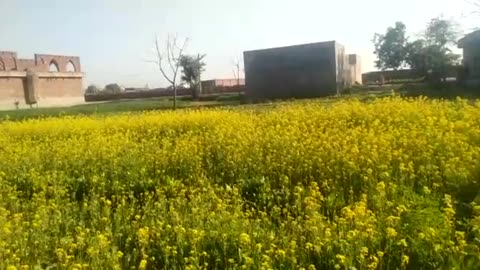 Mustard Green