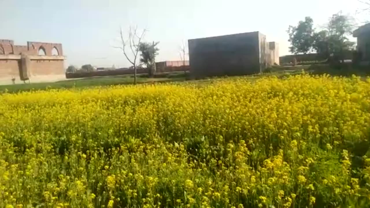 Mustard Green