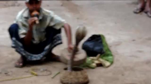 Real king cobra dance in Sri lanka