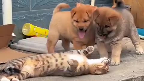 Baby puppies playing with cat friendship