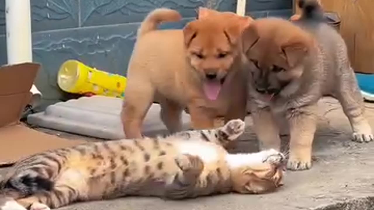 Baby puppies playing with cat friendship