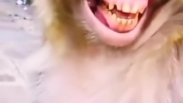 Why is this little monkey laughing?