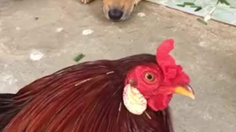 chicken and dog