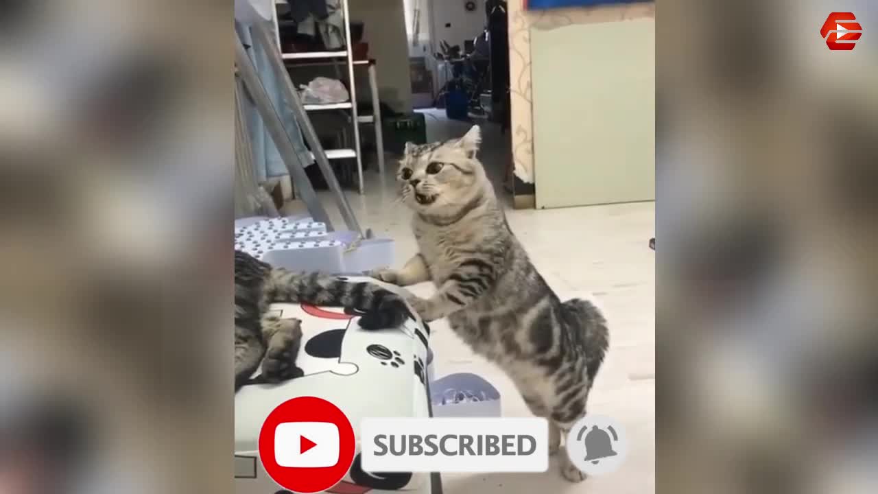 Funniest Animals Part 2