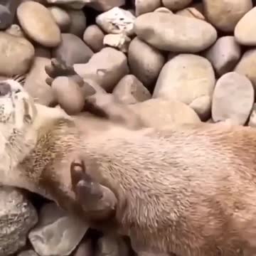 Various instances of pets being petted by residents No. 5