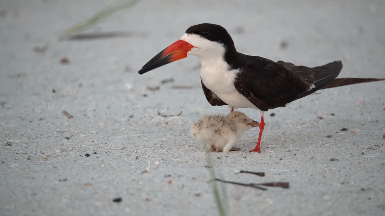 Adult protects young Black Skimmer.