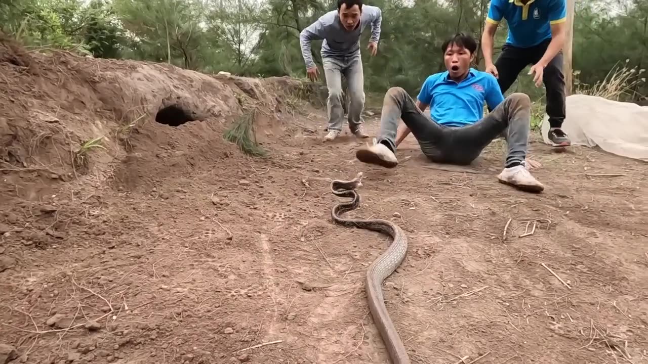 Close-Up Video Catch 100 Dragon Snakes With Bare Hands