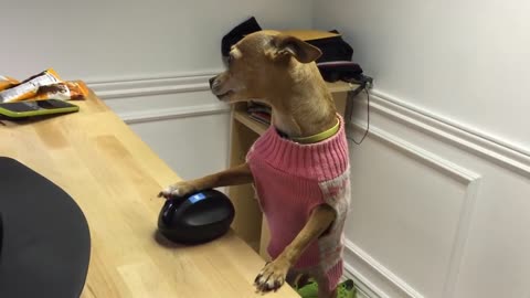 Meet Nacho, the most Expert Chihuahua 2020 and forever
