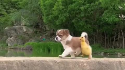 Friendship of ducklings with dogs and cats