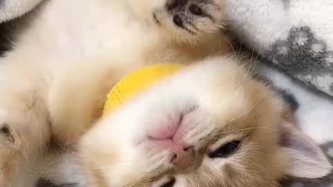 Cute Cat