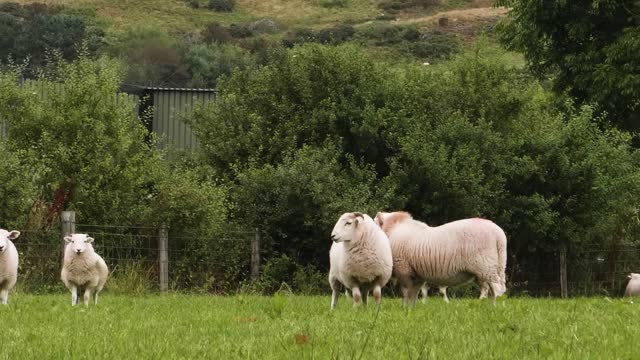 British farmers leading the way