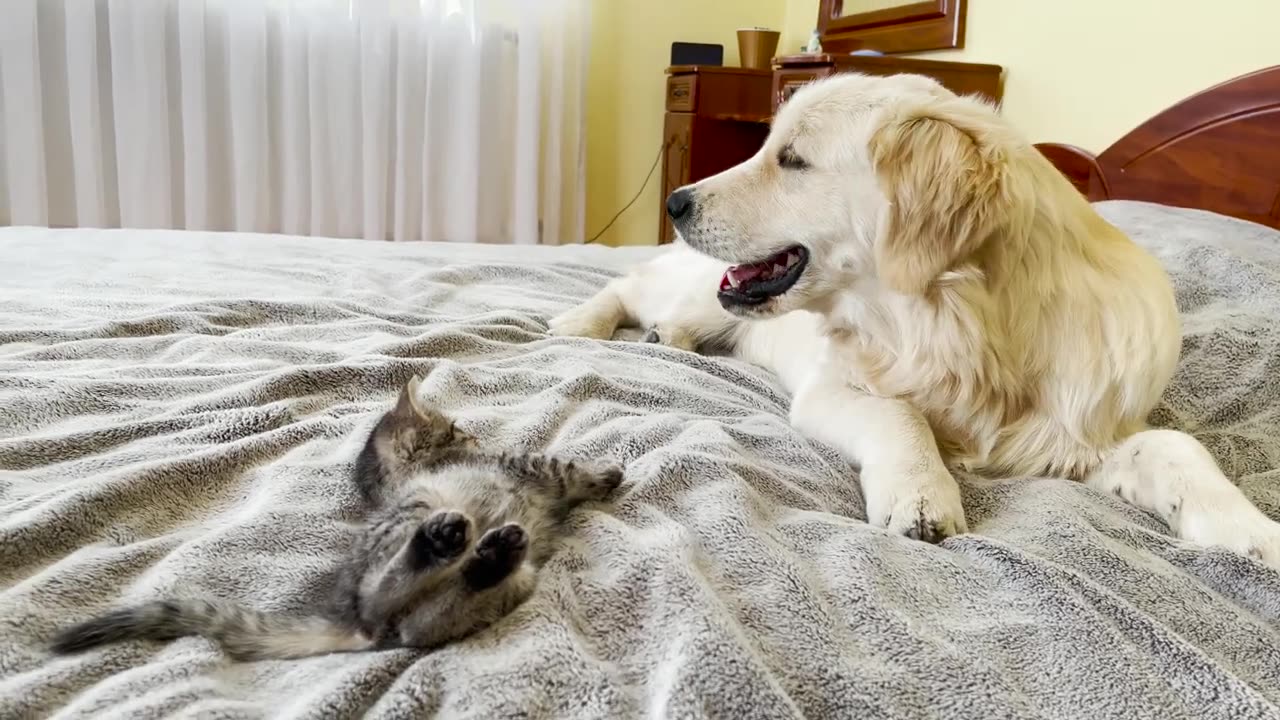 Golden Retriever Attacked by Tiny Kitten