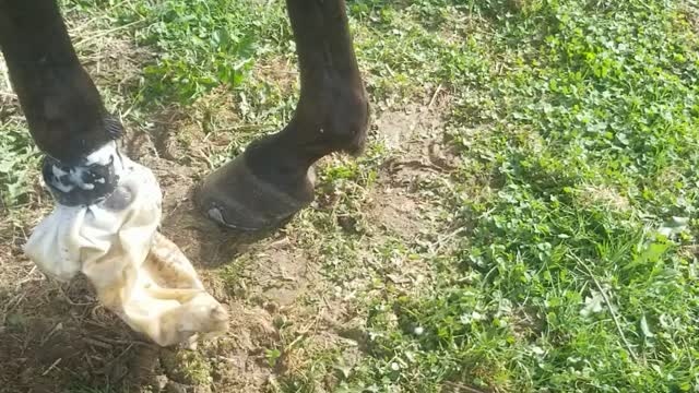 Iv bag hoof soak life hack!