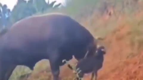 Annoying Goat Gets Tossed