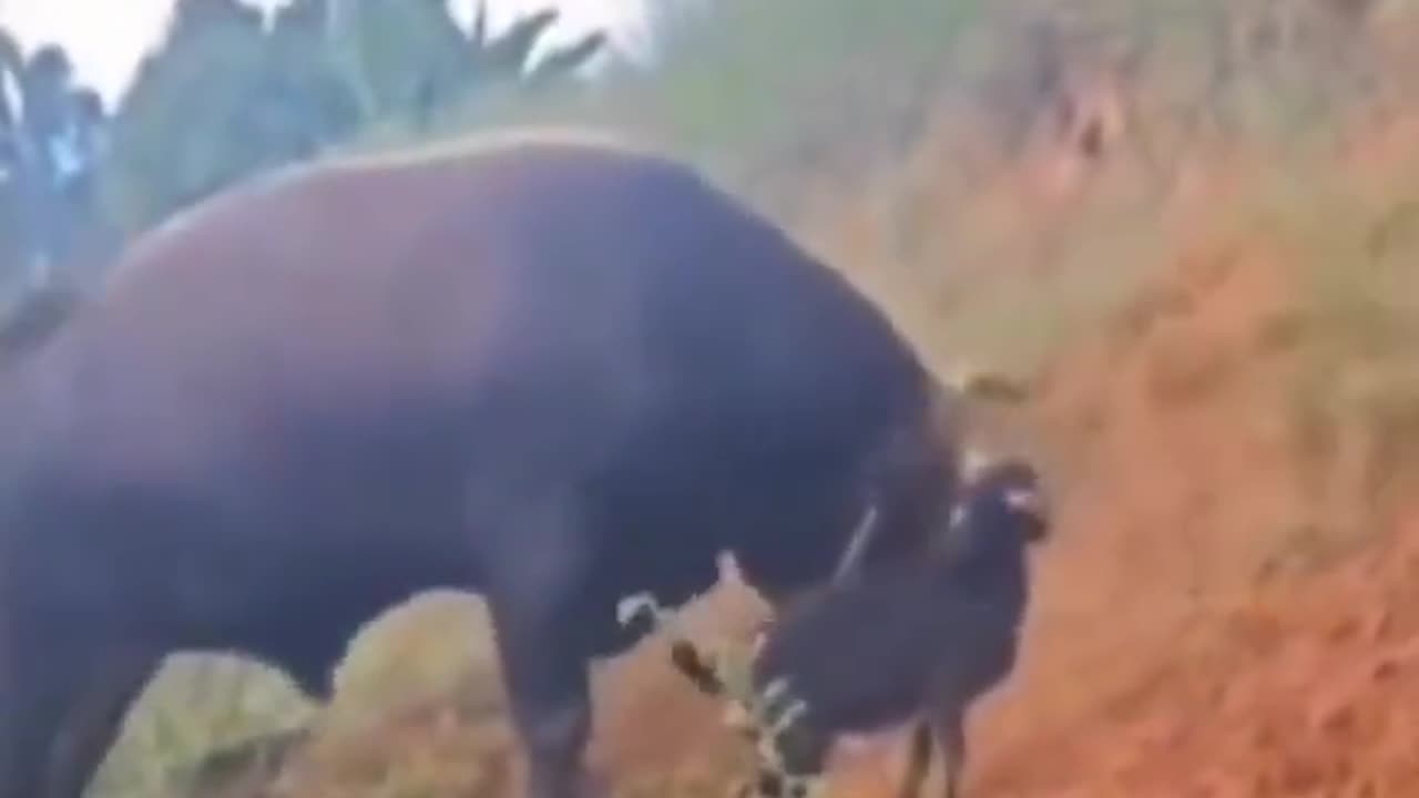 Annoying Goat Gets Tossed