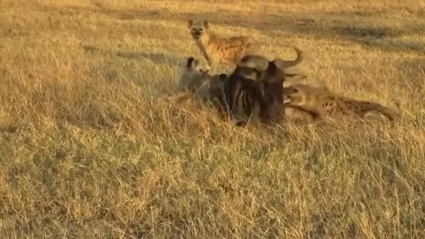 animals selvagens
