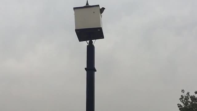 Bird keeping the lamp from falling