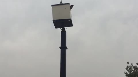 Bird keeping the lamp from falling