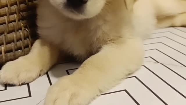 Dog lover