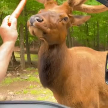 Funniest Animals - Best Of The 2022 Funny Animal Videos