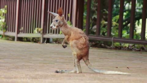 Little kangaroo