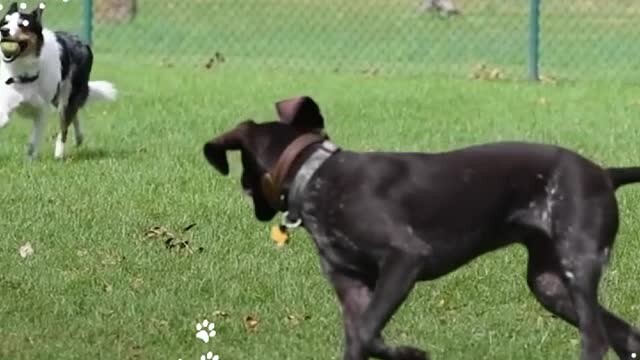 Dogs running, playing and barking