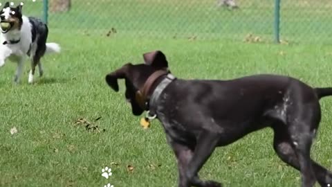 Dogs running, playing and barking