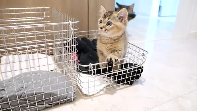 Kitten Kiki monitors the washing machine because it's too loud