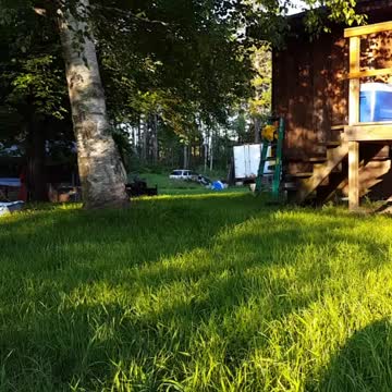 Goat comes when called