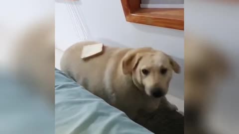 Funny Pets Moment #50