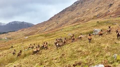 Animals of Europe 4k cenic wildlife film Iming music
