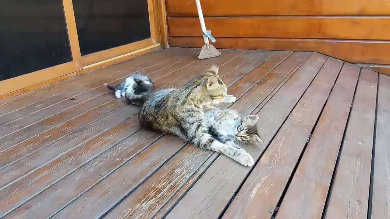 Mom cat cleaning her kitten by force