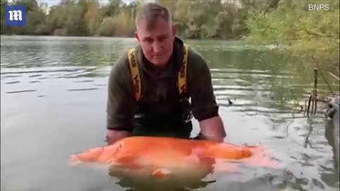 Giant Gold Fish