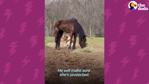 Rescue Horse Doesn't Open Up Until She Finds Her Mini Horse Boyfriend | The Dodo Little But Fierce