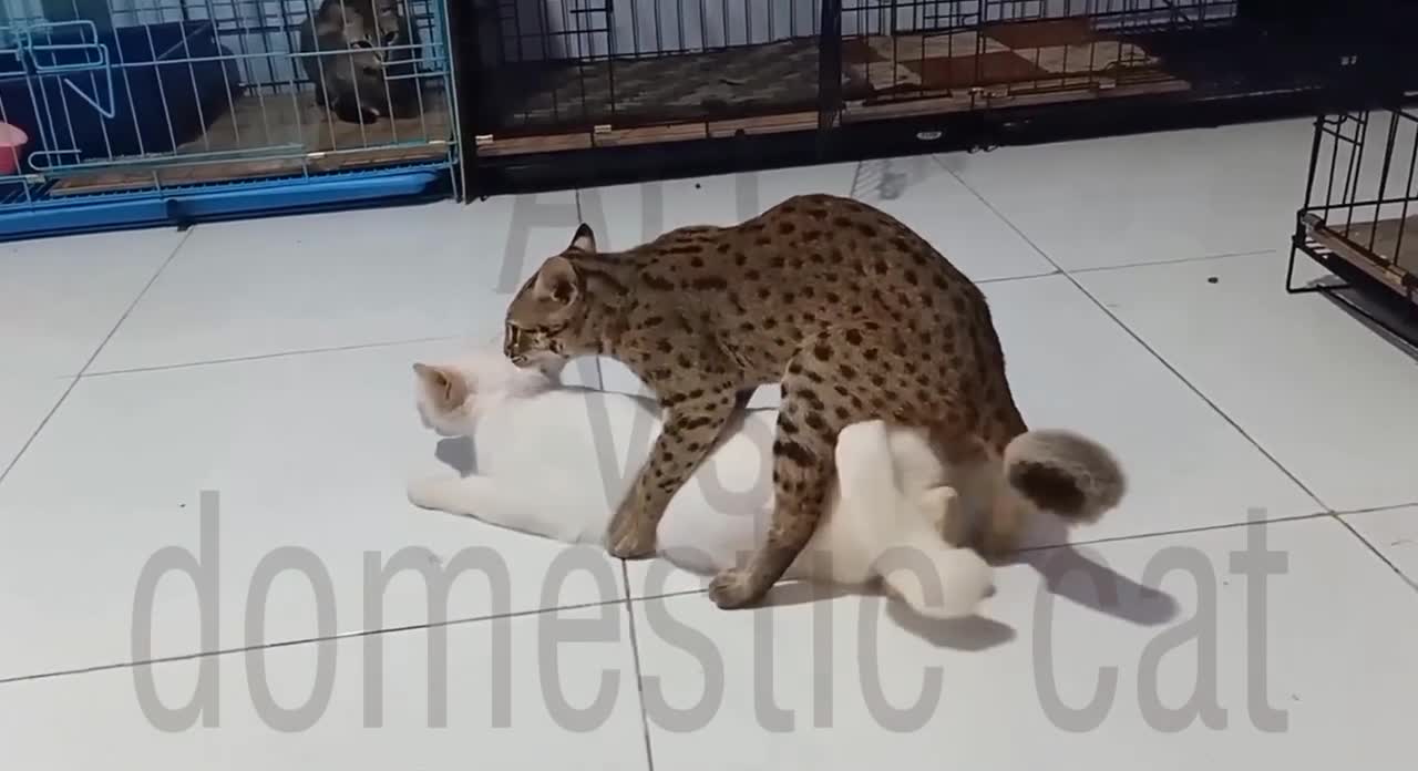 bobcat vs house cat