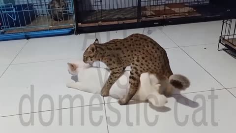 bobcat vs house cat