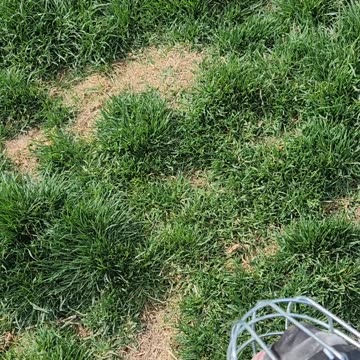 Muzzle training Festus and building Tebows courage.