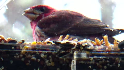 Purple Finch