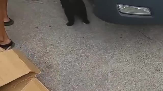 Animal#funny#videos