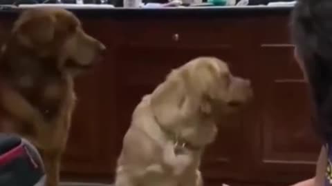 Funny animal videos with their actions😂🤣