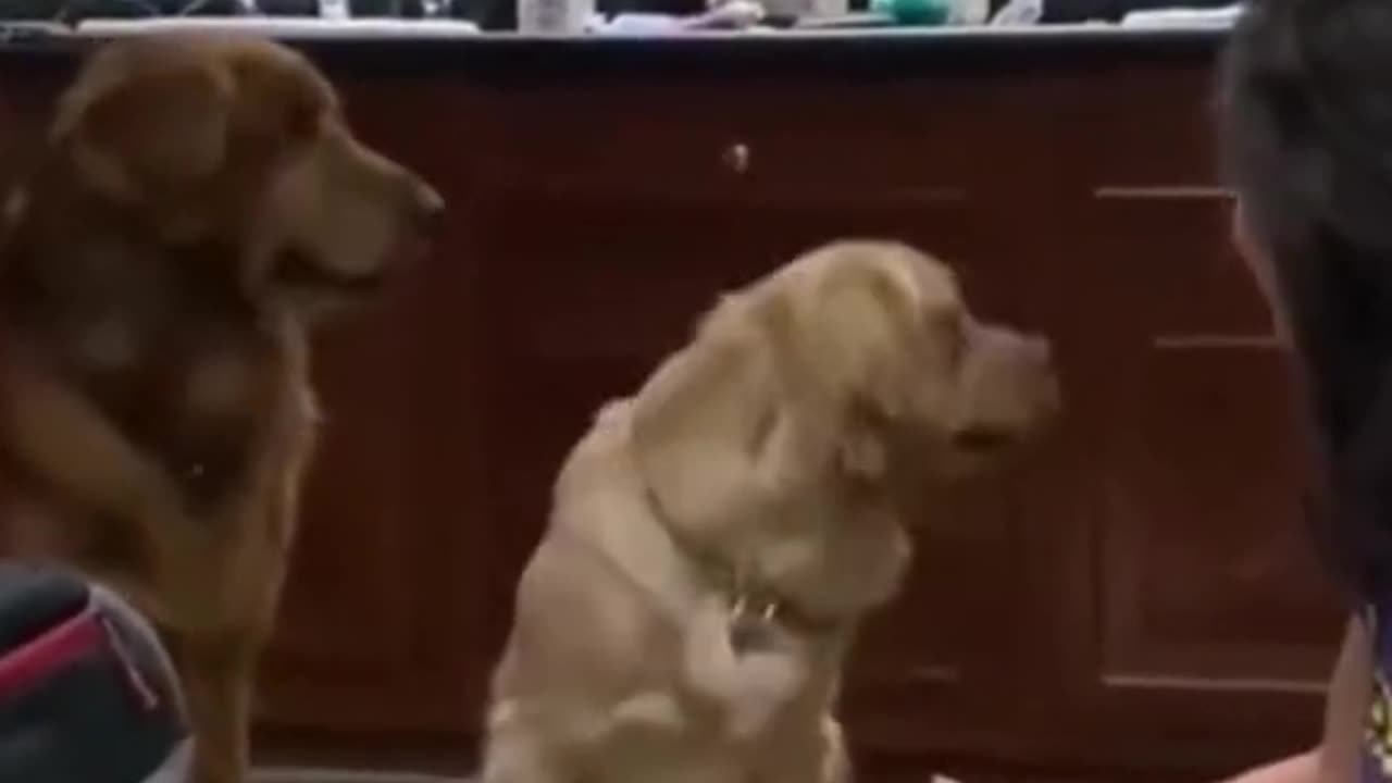 Funny animal videos with their actions😂🤣