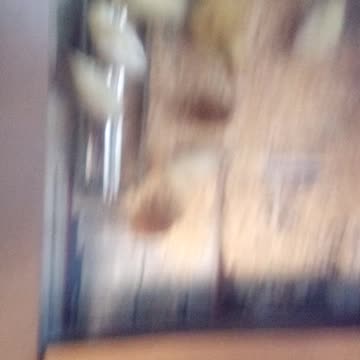 Chickens at one week old