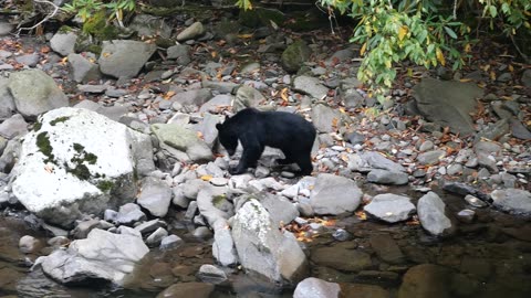 Bear Gatlinburg