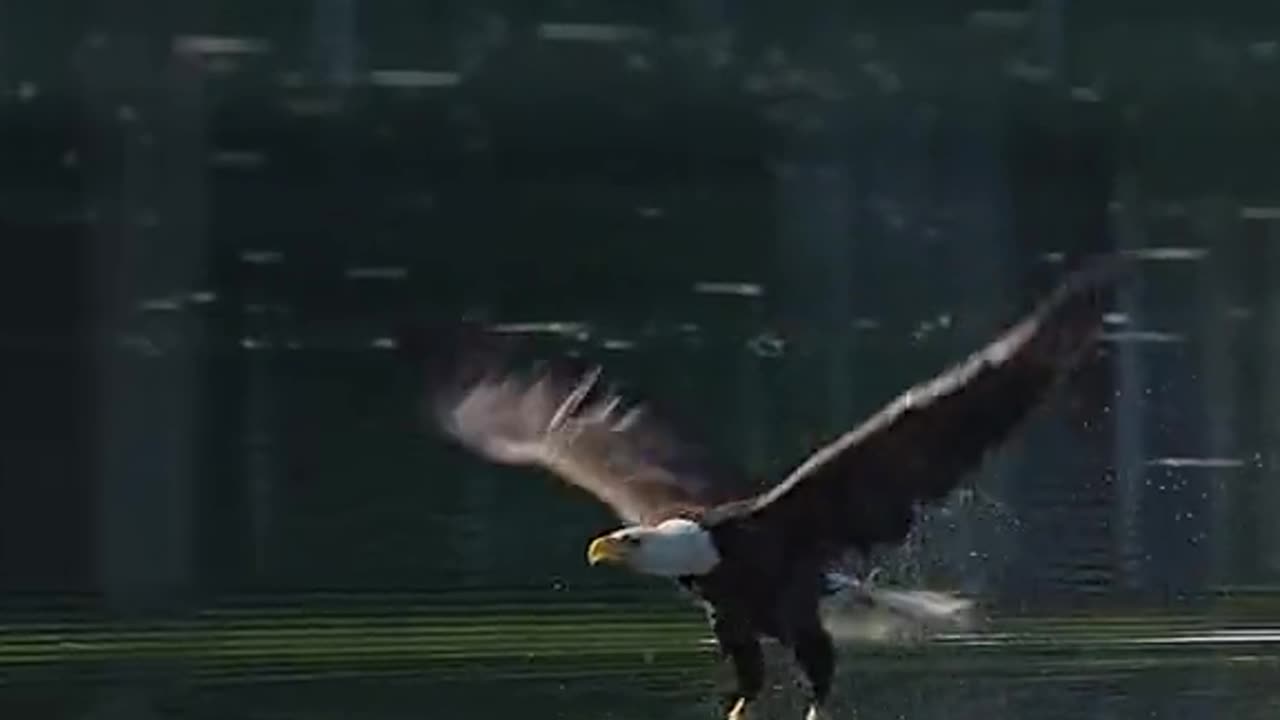 Eagle attack catching fish