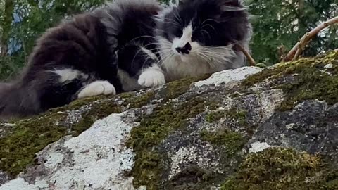 "The Feline Friend on Our Morning Walks"