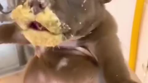 Cute and funny Dog 102