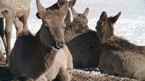 A Herd Of Deer Resting On A Ground With Snowfall