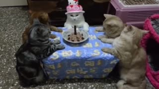 What would a cat party look like