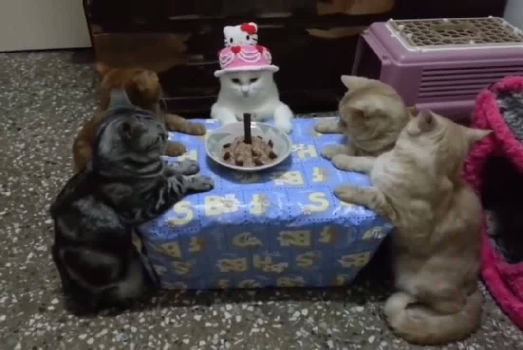 What would a cat party look like