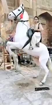 Horse Dance video#short
